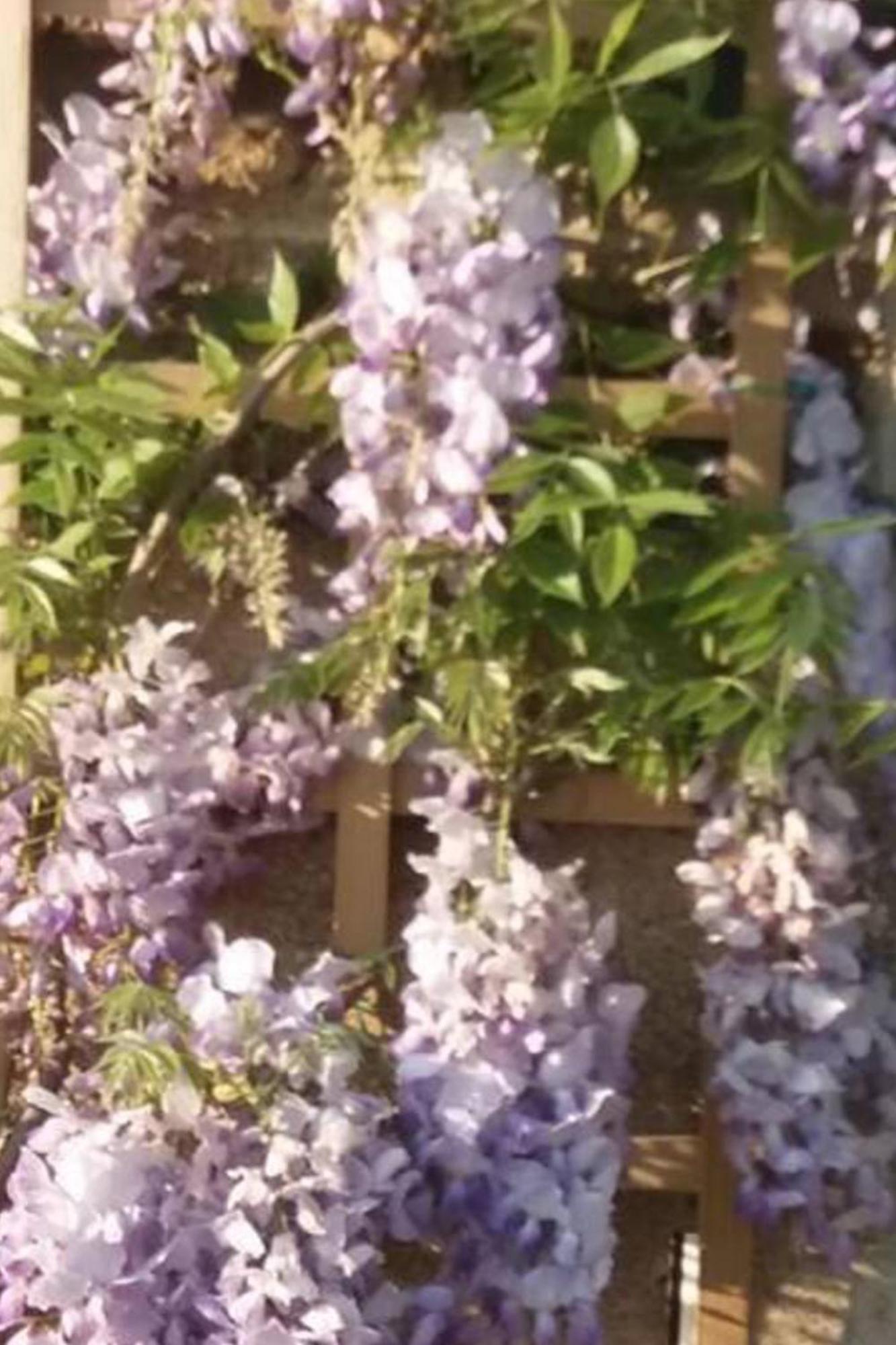 Mortain-Bocage - 2-Bed Wisteria Cottage - * Notre-Dame-du-Touchet